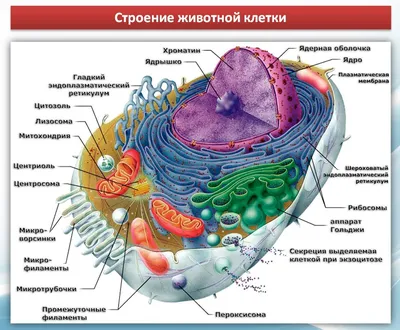 Родительский университет «Просвещения» - Наглядное пособие для учителей  биологии 🌱 «Строение животной клетки» В основе строения животных, как и  всех других организмов, лежит клетка. Она представляет собой сложную  систему, компоненты которой взаимосвязаны