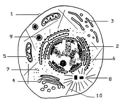 Животная клеточная структура Поперечное сечение клетки детализировало  красочную анатомию с описанием Животная клетка в плоском ст Иллюстрация  вектора - иллюстрации насчитывающей мембрана, здоровье: 73655851