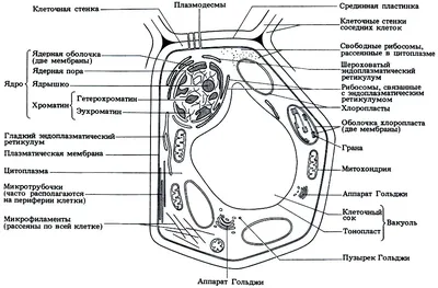 Чем отличается животная клетка от растительной? Помогите пожалуйста -  Школьные Знания.com