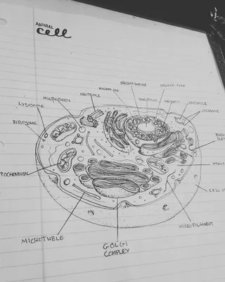 животная клетка животная клетка PNG , животная клетка, клетки, ипа PNG  картинки и пнг PSD рисунок для бесплатной загрузки