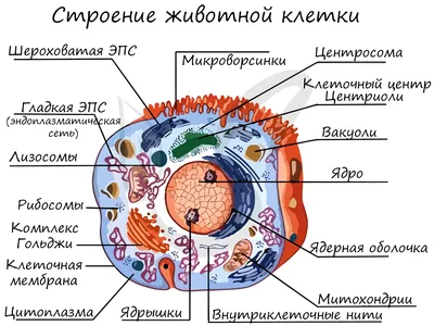 Строение животной клетки