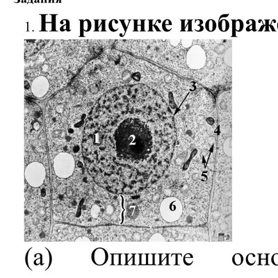 Рисунок органоиды животной и растительной клетки (48 фото) » рисунки для  срисовки на Газ-квас.ком