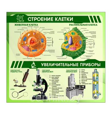 Рабочий лист по биологии «Зоология. Животная клетка»