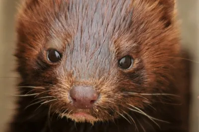 Норка в доме: Mink in my home - Основная информация