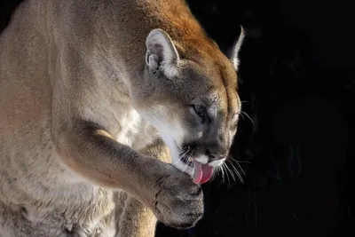 Пума (Felis (Puma) concolor) — Зоопарк «Лимпопо» г. Нижний Новгород –  Нижегородский зоопарк