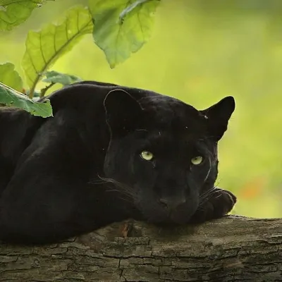 Пума (Felis (Puma) concolor) — Зоопарк «Лимпопо» г. Нижний Новгород –  Нижегородский зоопарк