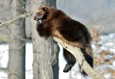 Росомаха - хищный зверь, который на самом деле является \"лесным санитаром\"  – Это Сибирь!
