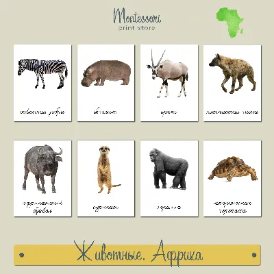 Животные африки картинки