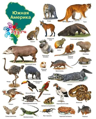 Knigi-janzen.de - Плакат. Животные Северной Америки (550х770) |  978-5-9780-0933-0 | Купить русские книги в интернет-магазине.
