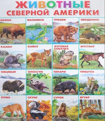 Плакат Животные Южной Америки