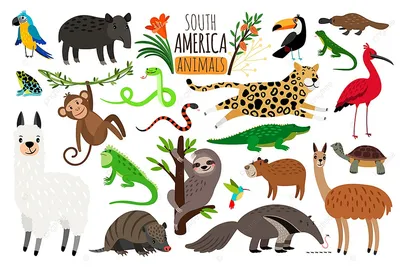 Животные Южной Америки [Сергей Владиславович Рублев] (fb2) читать онлайн |  КулЛиб электронная библиотека