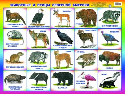 Плакат. Животные и птицы Северной Америки.