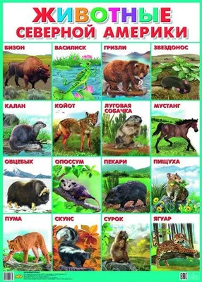 Животные Северной Америки\" Рублёв С. - «Занимательное издание о животных. »  | отзывы