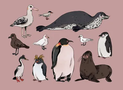 Птицы Антарктиды - карточки Монтессори купить и скачать