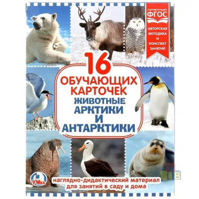 Игрушка для купания Набор Животные Арктики и Антарктики В3467 Весна купить  в Иркутске - интернет магазин Rich Family