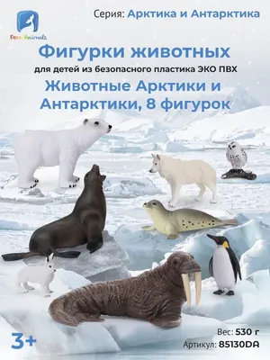 Фауна Антарктики — Википедия