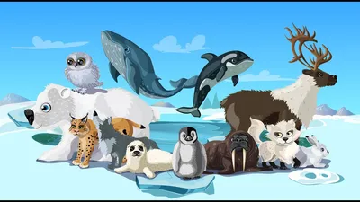 Плакат. Животные Арктики и Антарктики 268731 Проф-пресс - купить оптом от  15,47 рублей | Урал Тойз