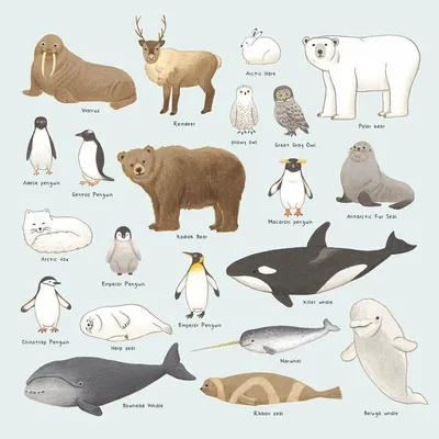 Животные обитающие в антарктиде - 68 фото