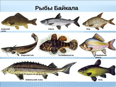 Тренинг-тур на Байкал - Растительный и животный мир Байкала Озеро Байкал и  окружающую его территорию населяют 2500 различных видов животных и рыб, 250  из которых эндемичны (в связи с ограниченным ареалом и,