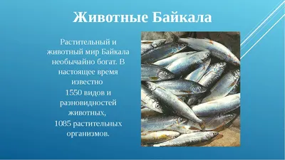 Водные обитатели озера Байкал. Позвоночные животные.