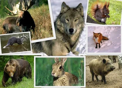 Животные Беларуси: характеристика, виды, описание и фото