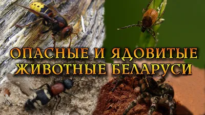 Лесные животные Беларуси | Удоба - бесплатный конструктор образовательных  ресурсов