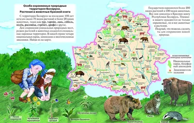 Что они здесь забыли? Самые недружелюбные животные, оказавшиеся в Беларуси  | Аргументы и факты в Беларуси | Дзен