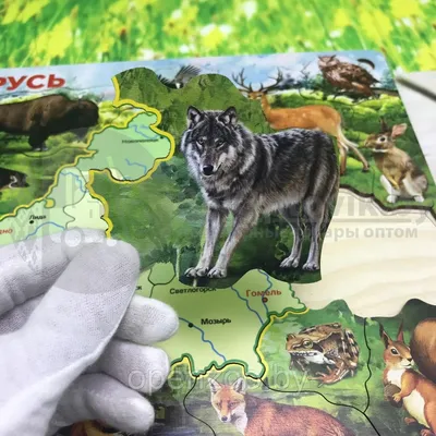 5 ноября в Беларуси открывается сезон охоты на пушных животных | Дняпровец.  Речица online