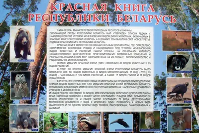 В Беларуси появился список животных, которых нельзя держать дома - Минская  правда