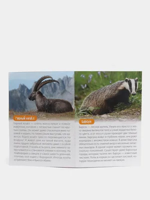 Рамки-вкладыши ⠀ 4 вида: Животные фермы Животные Евразии Животные Севера Животные  Евразии ⠀ Цена 220₽ за одну рамку ⠀ Под каждой рамкой… | Instagram