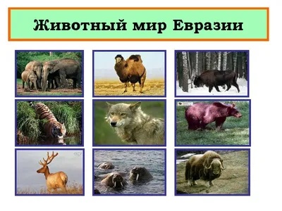 Животные Евразии иллюстрация вектора. иллюстрации насчитывающей погремушк -  95909736