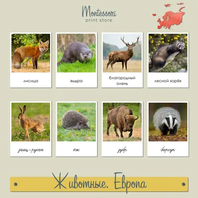 Обучающая книга \"Животные Евразии\", 20 страниц купить по цене 49 ₽ в  интернет-магазине KazanExpress
