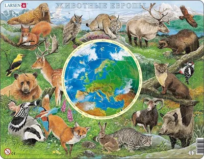 Набор обучающих книг Узнаём вместе. Животные нашей планеты , 4 шт. по 20  стр. 7356619 | AliExpress