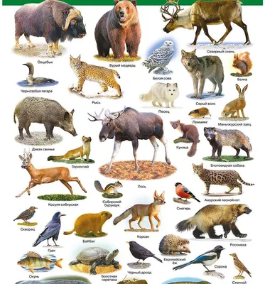 Животные Евразии: птицы, рыбы, насекомые, млекопитающие