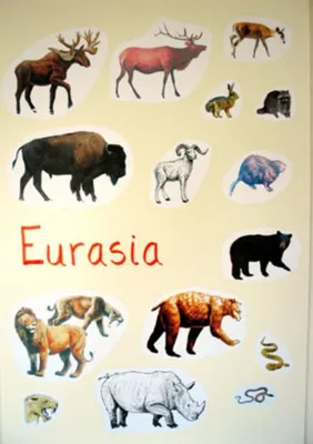 Редкие животные Евразии