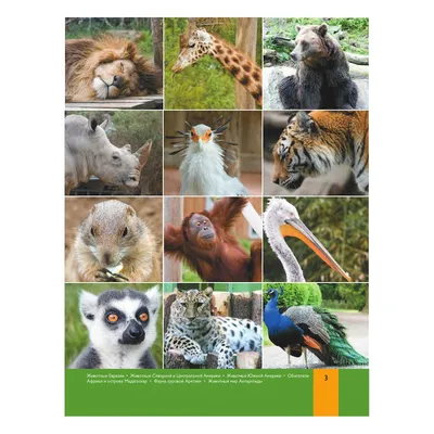 Рамки-вкладыши ⠀ 4 вида: Животные фермы Животные Евразии Животные Севера Животные  Евразии ⠀ Цена 220₽ за одну рамку ⠀ Под каждой рамкой… | Instagram