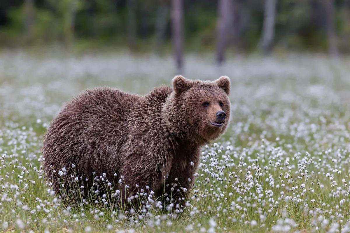 Северная евразия животный мир. Бурый медведь Республики Коми. Животные Евразии бурый медведь. Бурый медведь Евразия. Бурый медведь в Печоро-Илычском заповеднике.