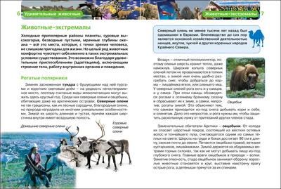 Пазл Dodo в рамке Евразия 53 элемента - купить в интернет магазине Детский  Мир в Москве и России, отзывы, цена, фото | Пазл, Рамки, Карта