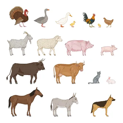 Иллюстрация Животные с фермы | Illustrators.ru