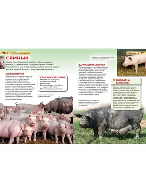 Пазл Животные фермы, 23 детали FH23 от Larsen за 939 руб. Купить на  larsenshop.ru