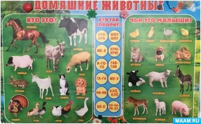 Домашние животные и их детёныши – купить по цене: 143,10 руб. в  интернет-магазине УчМаг