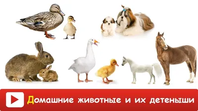Домашние животные и их детеныши. С-962 Радуга купить оптом в Екатеринбурге  от 259 руб. Люмна