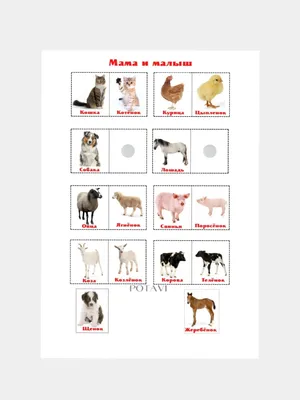 Обучающие карточки \"Домашние животные и их детёныши\", набор, 33 карточки,  85х85 мм - купить с доставкой по выгодным ценам в интернет-магазине OZON  (174540789)