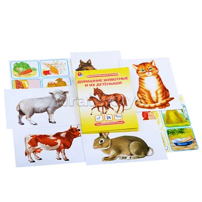 Животные и их детеныши – Книжный интернет-магазин Kniga.lv Polaris