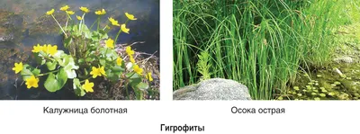5—1. Экологические группы растений по отношению к световому режиму среды  обитания