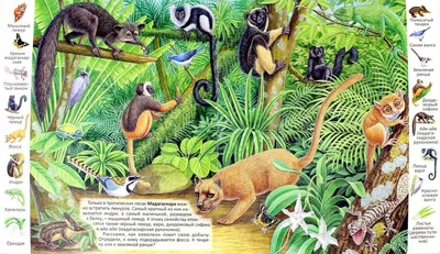 Животные и растения тропических лесов картинки