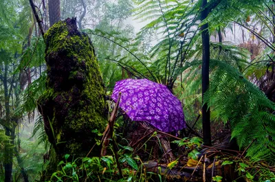 Необычные растения тропических лесов - 68 фото