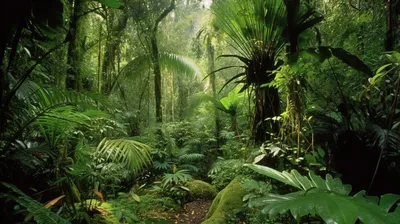 тропический лес наполненный пышными растениями и деревьями, фотографии тропических  лесов, тропический лес, тропический фон картинки и Фото для бесплатной  загрузки