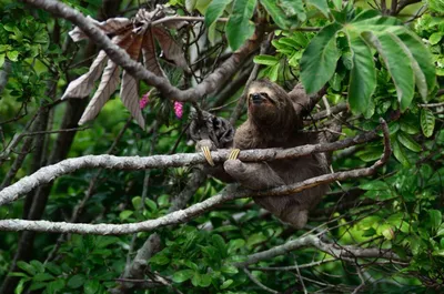 Путешествие в неизведанное: ученые открывают новые виды деревьев в тропических  лесах Амазонки | Королевство знаний | Дзен