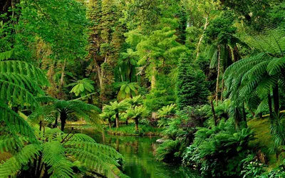 Исследование: сохранение 30% тропических лесов поможет спасти 50% видов от  вымирания: Новости ➕1, 27.02.2020